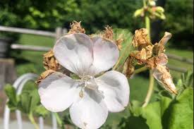 Attēlu rezultāti vaicājumam “Schoenoplectus lacustris subsp. glaucus flower”