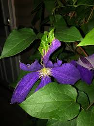 Attēlu rezultāti vaicājumam “Clematis leaf”