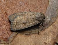 Attēlu rezultāti vaicājumam “Caradrina morpheus”