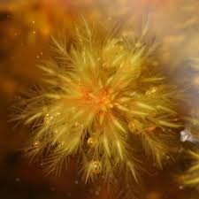 Attēlu rezultāti vaicājumam “Sphagnum cuspidatum”