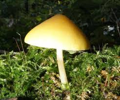 Attēlu rezultāti vaicājumam “Pluteus leoninus”