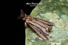 Attēlu rezultāti vaicājumam “Psychidae”