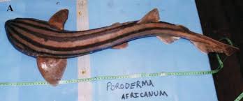 Image result for Poroderma africanum