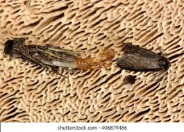 Attēlu rezultāti vaicājumam “Psyche casta larva”