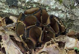 Attēlu rezultāti vaicājumam “Craterium sp.”