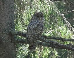 Attēlu rezultāti vaicājumam “Strix uralensis adult”
