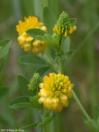 Attēlu rezultāti vaicājumam “Trifolium aureum flower”