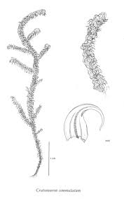 Attēlu rezultāti vaicājumam “Palustriella falcata”