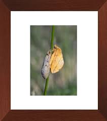Attēlu rezultāti vaicājumam “Euthrix potatoria cocoon”