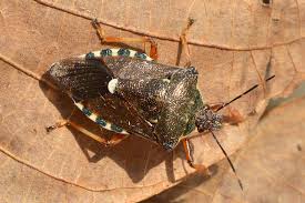 Attēlu rezultāti vaicājumam “Pinthaeus sanguinipes”