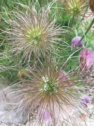 Attēlu rezultāti vaicājumam “Pulsatilla patens”