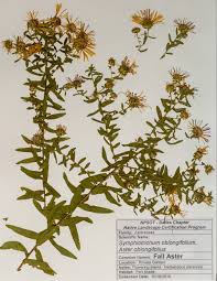 Attēlu rezultāti vaicājumam “Symphyotrichum x salignum”