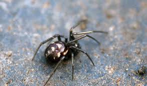 Attēlu rezultāti vaicājumam “Steatoda grossa”