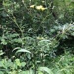 Attēlu rezultāti vaicājumam “Hieracium laevigatum”