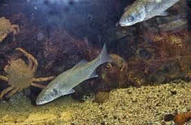 Image result for Chelon richardsonii