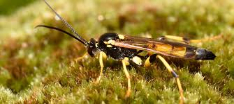 Attēlu rezultāti vaicājumam “Ichneumonidae”