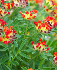 Image result for Anthyllis vulneraria rubra