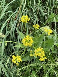 Attēlu rezultāti vaicājumam “Bunias orientalis bud”