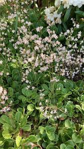 Attēlu rezultāti vaicājumam “Saxifraga cymbalaria fruit”