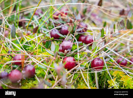Attēlu rezultāti vaicājumam “Oxycoccus palustris leaf”