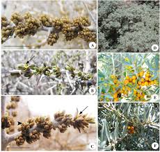 Attēlu rezultāti vaicājumam “Hippophae rhamnoides female flower”