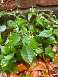 Attēlu rezultāti vaicājumam “Galinsoga quadriradiata leaf”