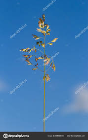 Attēlu rezultāti vaicājumam “Poa angustifolia”