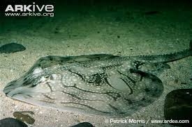 Image result for Raja undulata