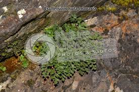 Attēlu rezultāti vaicājumam “Asplenium ruta-muraria”