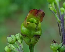 Attēlu rezultāti vaicājumam “Scrophularia umbrosa”