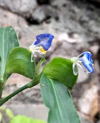 Attēlu rezultāti vaicājumam “Commelina coelestis flower”