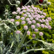 Attēlu rezultāti vaicājumam “Calamagrostis canescens leaf”