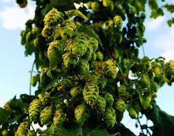 Attēlu rezultāti vaicājumam “Humulus lupulus fruit”