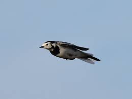 Attēlu rezultāti vaicājumam “Motacilla alba”