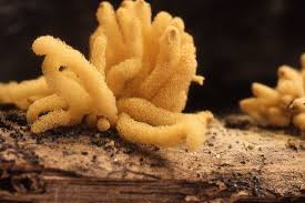 Attēlu rezultāti vaicājumam “Arcyria globosa macro”