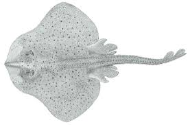 Image result for Leucoraja ocellata