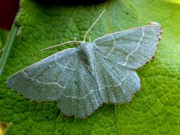 Attēlu rezultāti vaicājumam “Thalera fimbrialis”