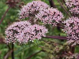 Image result for Angelica silvestris