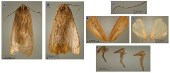 Attēlu rezultāti vaicājumam “Mythimna sp.”