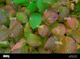 Attēlu rezultāti vaicājumam “Rubus idaeus leaf”