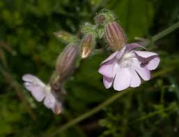 Attēlu rezultāti vaicājumam “Silene borysthenica bud”
