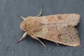 Attēlu rezultāti vaicājumam “Orthosia miniosa”