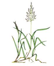 Attēlu rezultāti vaicājumam “Holcus lanatus  fruit”