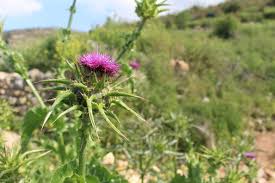 Attēlu rezultāti vaicājumam “Silybum marianum fruit”