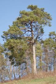 Attēlu rezultāti vaicājumam “Pinus sylvestris var. borussica”