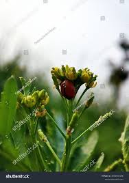 Attēlu rezultāti vaicājumam “Rorippa palustris flower”