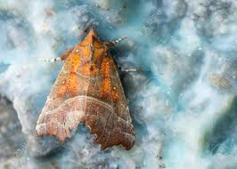 Attēlu rezultāti vaicājumam “Scoliopteryx libatrix”