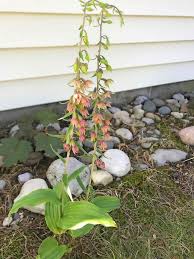 Attēlu rezultāti vaicājumam “Epipactis helleborine fruit”
