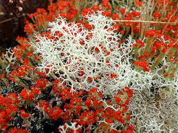 Attēlu rezultāti vaicājumam “Cladonia”