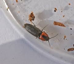 Attēlu rezultāti vaicājumam “Cardiophorus ruficollis”